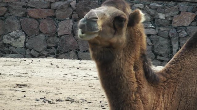 Mammal Animal Camel