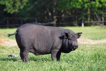 Black Vietnamese pig on a green meadow