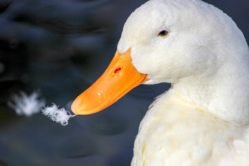 Duck Head Close-Up with Feather