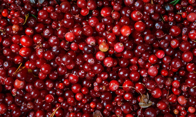 Cowberry cranberry texture