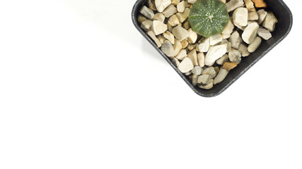 Cactus Astrophytum asterias isolated on white background