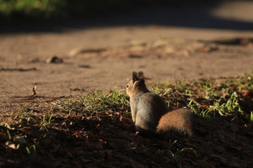 wild squirrel in the park