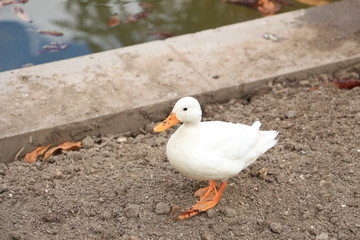 white duck on the shore