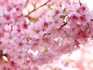 河津桜咲く季節