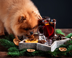 Pomeranian dog in Christmas decorations and with a glass of mulled wine. A dog with a glass of...