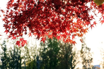Maple trees turning to fall color