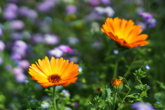 Ringelblume Calendula