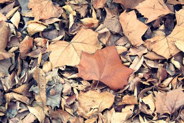 Fallen leaves on the ground