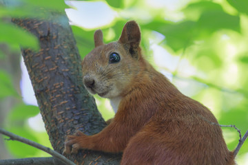 Red-haired squirrel on a tree in the park. Animals