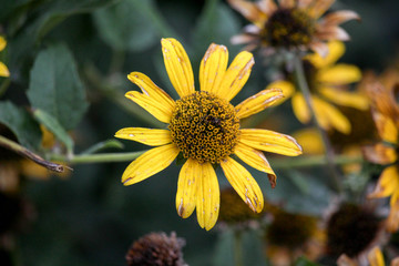 Yellow Flower in the End of Summer