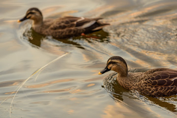 泳ぐカモ