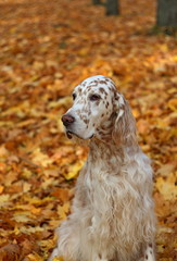 Golden dog on golden background: royal spotty big dog of hunting breed, english setter, sitting on picturesque yellow autumn leaves background