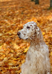 Cute royal english setter, big orange dog on orange autumn background