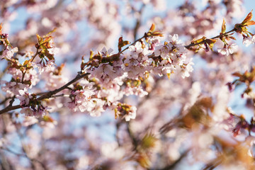 Fototapeta premium sakura blossom in warm spring morning