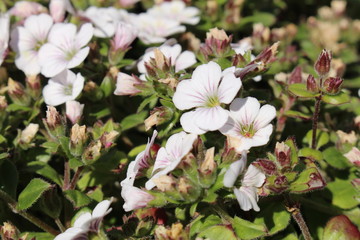 "Chickweed Baby's-Breath" flower (or Mouse-eared Gypsophila, Himalaya Schleierkraut) in St. Gallen, Switzerland. Its Latin name is Gypsophila Cerastioides, native to Himalayas, Bhutan and Pakistan.