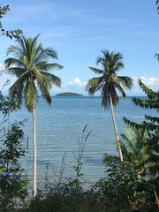 Palmtrees at the coast of Koh Chang island