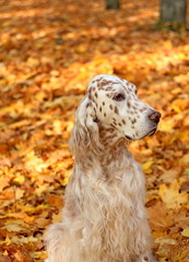 Beautiful purebred spotty dog of hunting breed english setter on bright golden autumn background