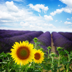 Sunflower and Lavender flowers field under blue sky, Provence, France, retro toned