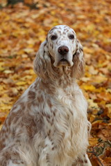 Adorable english setter face close up in vintage style, dog on bright autumn leaves background