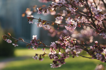 sakura blossom in warm spring morning