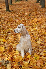 Golden dog on golden background: royal spotty big dog of hunting breed, english setter, sitting on picturesque yellow autumn leaves background, park in the fall