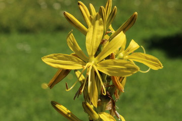 Yellow "Crimean Asphodel" flower (or Taurische Junkerlilie) in St. Gallen, Switzerland. Its Latin name is Asphodeline Taurica (Syn Asphodeline Parviflora), native from Greece to Caucasus.