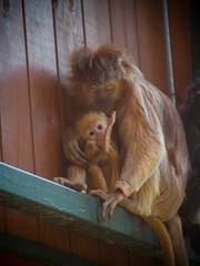 małpy w zoo © Adam