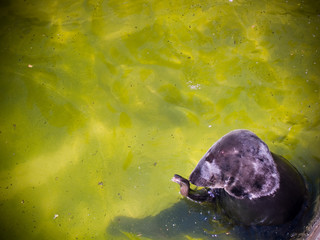 foka w zoo © Adam