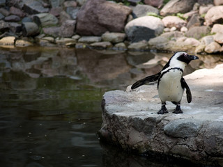 Pingiwn w zoo © Adam