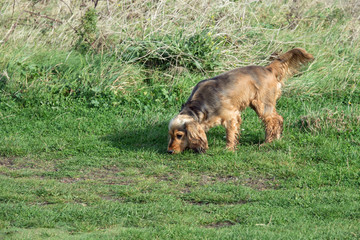 English Cocker Spaniel on a Scent