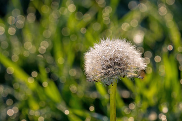 Dew on Dandelion Seedhead with Copy or Text Space