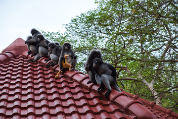 wildlife background with monkeys and baby monkey on roof top. image for animal, mammal, nature, wild, pet, travel, zoo, concept