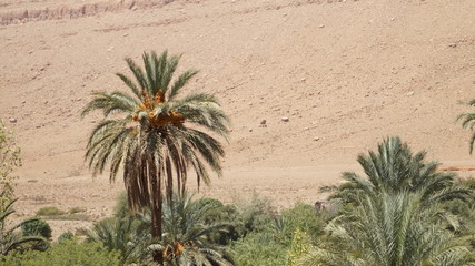 Marokko - 181341236