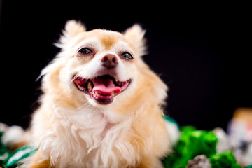 happy smile cute chihuahua dog isolate black background