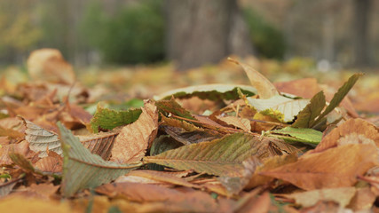fallen autumn chestnut leaves in windy day