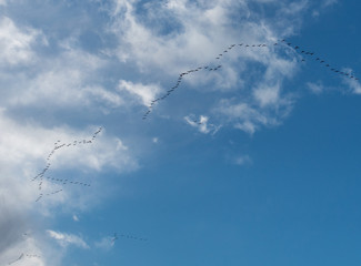 Birds flying wedge