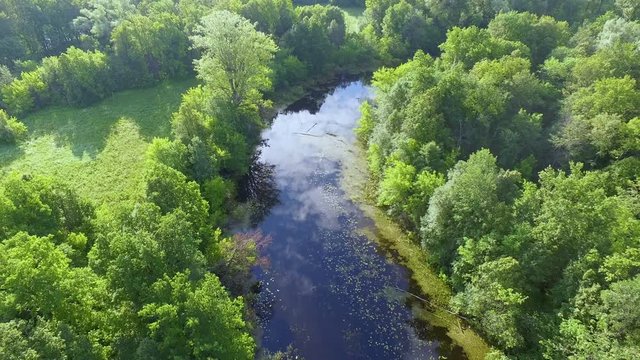 AERIAL: Wetlands in a dense forest. Water lilies, duckweed and algae on the surface of the river. Clouds are reflected on the water. Beautiful nature landscape in the early morning.