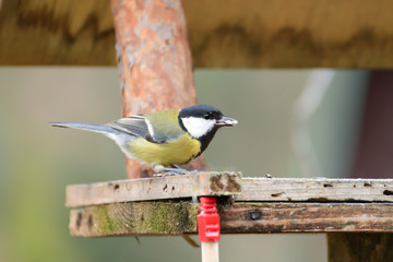titmouse nuthatch on the bird eats seeds