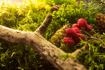 Фон со мхом