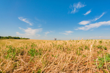 Young man and woman running on the yellow field