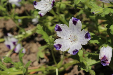 Blue and white "Five Spot" flower (or Baby Blue Eyes) in St. Gallen, Switzerland. Its Latin name is Nemophila Maculata, native to California and Nevada.