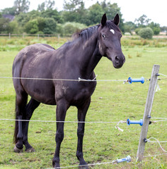 black horse on the pasture