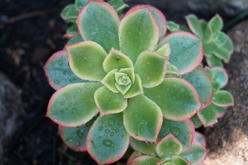 Rain drops on small succulent plant