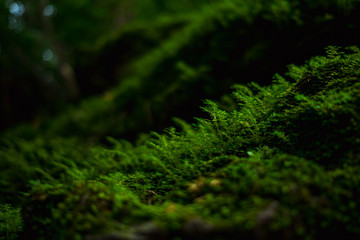 closeup beautiful green plants growing on rock in forest with a sunshine reflect it. this image for nature, wild, foliage, mossy, background, jungle concept