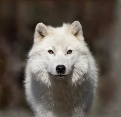 Crédence de cuisine en verre imprimé Loup loup arctique dans la brume