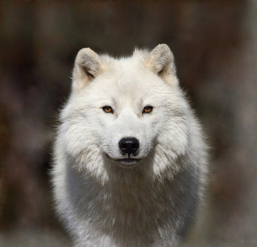 loup arctique dans la brume