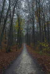 Fototapeta na wymiar Path in dark autumn forest