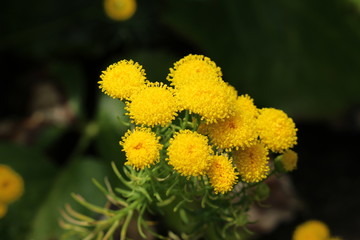 "Golden Bitterbush" flowers (or Golden Heads, Golden Cowcud, Goldhaar) in St. Gallen, Switzerland. Its Latin name is Chrysocoma Coma-aurea (Syn Crinita Linearifolia), native to South Africa.