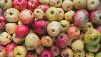 Substandard apples spoiled. Background from off wild apples.