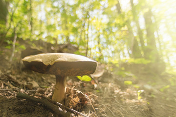 Mushroom in the forest in the sunlight